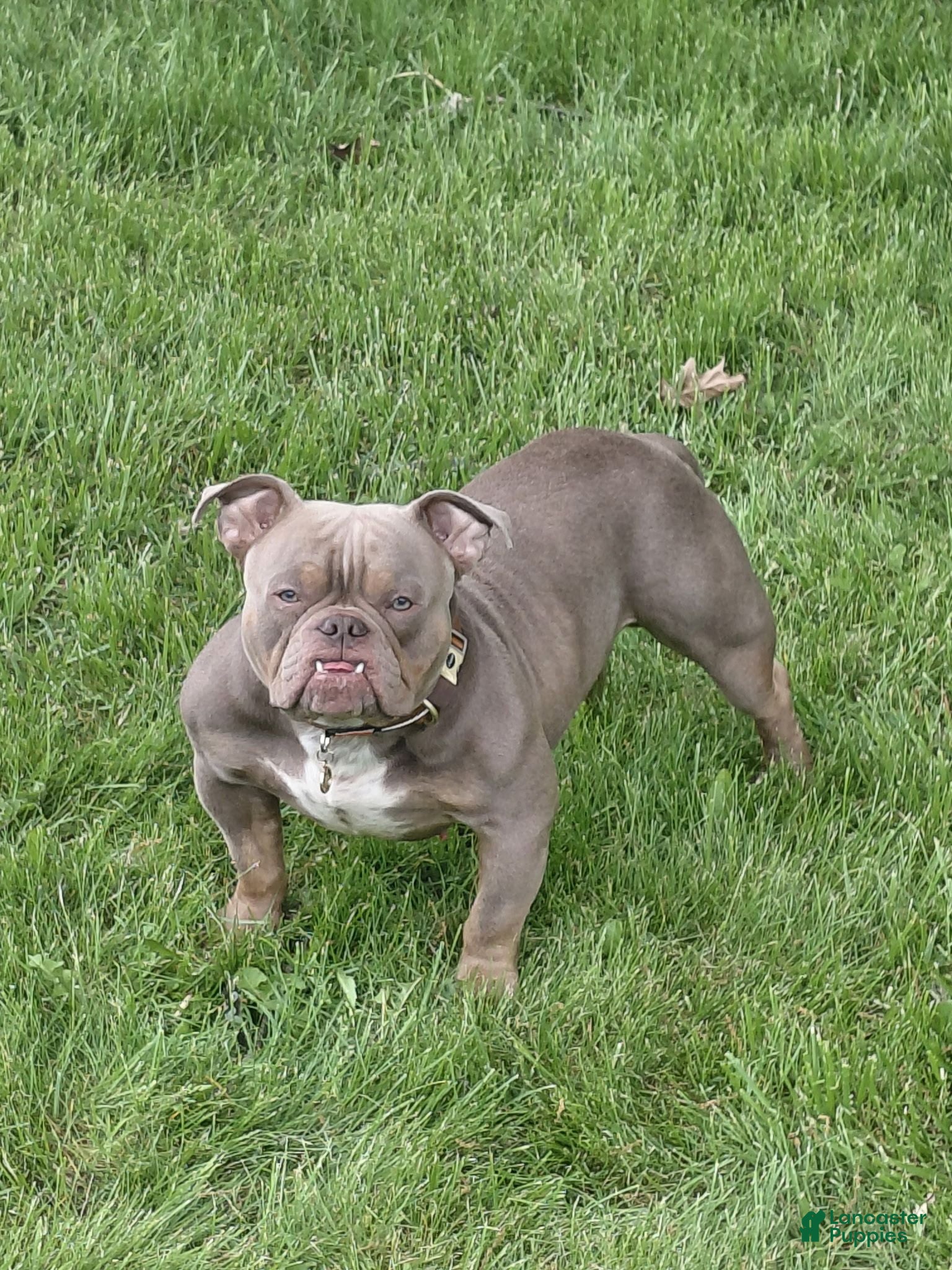 American Bully dogs 1 male Pocket Bully 8 months - Ad 17