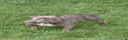 American Bully dogs for sale: 1 male Pocket Bully 8 months - Ad 1