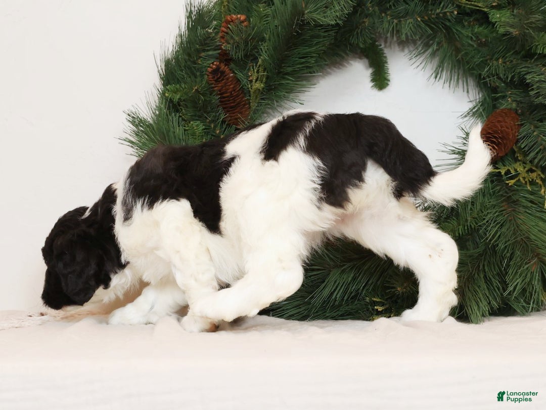 Saint Berdoodles dogs for sale: Chloe - Ad 4