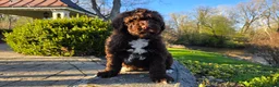 Portuguese Water Dog dogs for sale: Flash - Ad 7