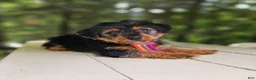 Mixed Breed dogs for sale: Mixed Breed 1 - Ad 1