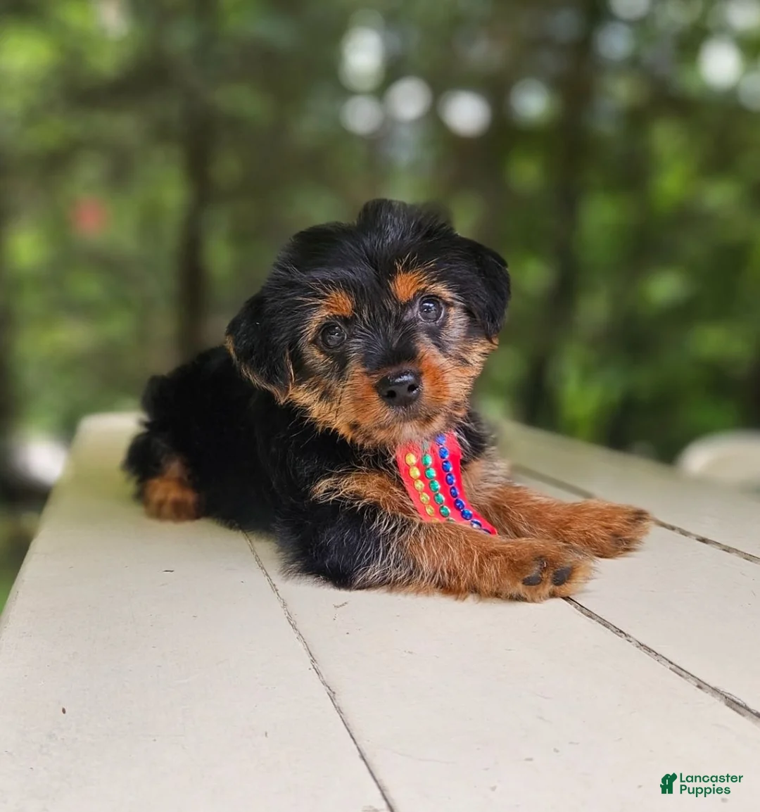 Mixed Breed dogs for sale: Mixed Breed 1 - Ad 1