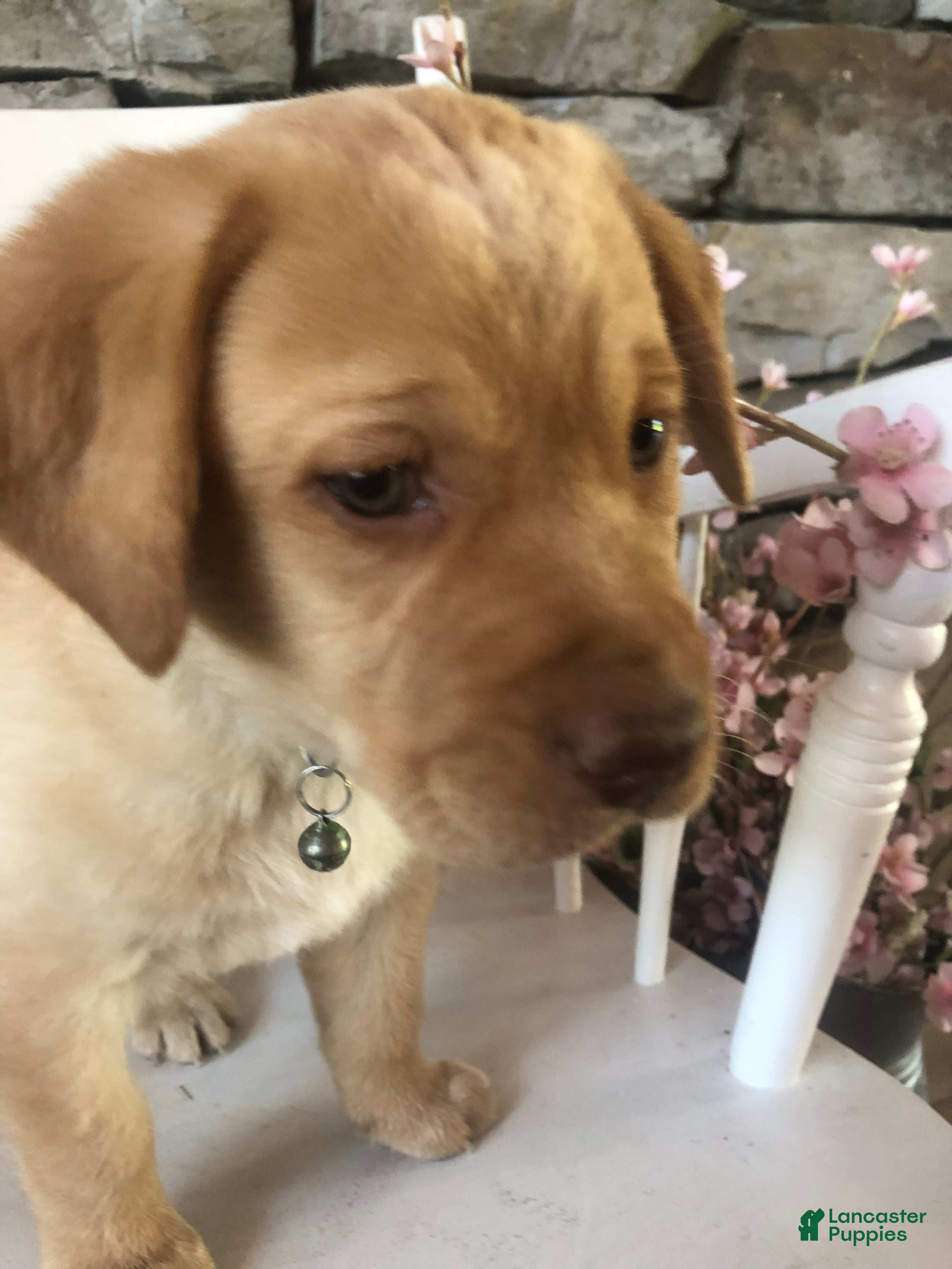 Labrador Retriever dogs Lissi - Ad 1