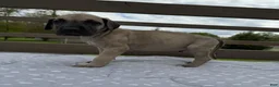 Great Dane dogs for sale: Bucatini (Black) - Ad 2