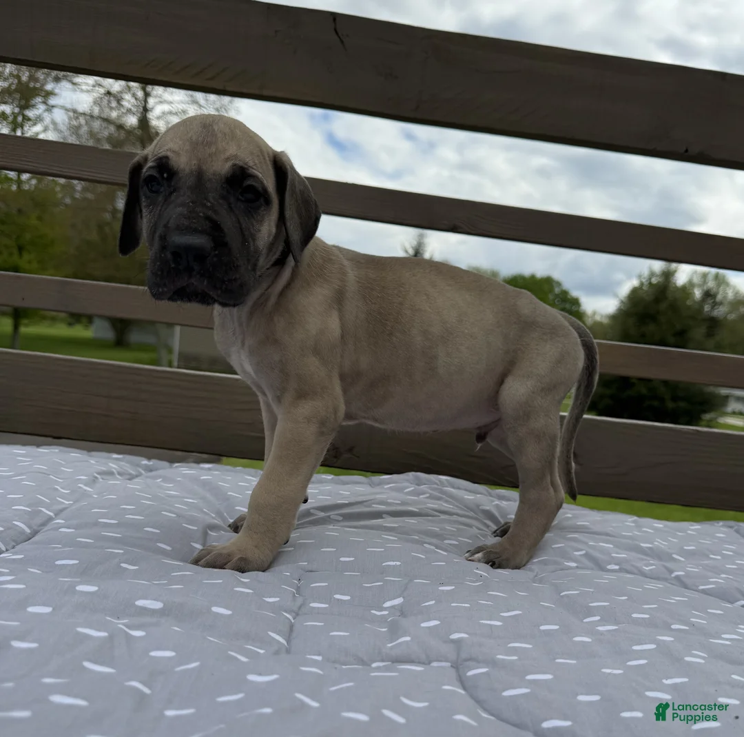 Great Dane dogs for sale: Bucatini (Black) - Ad 2