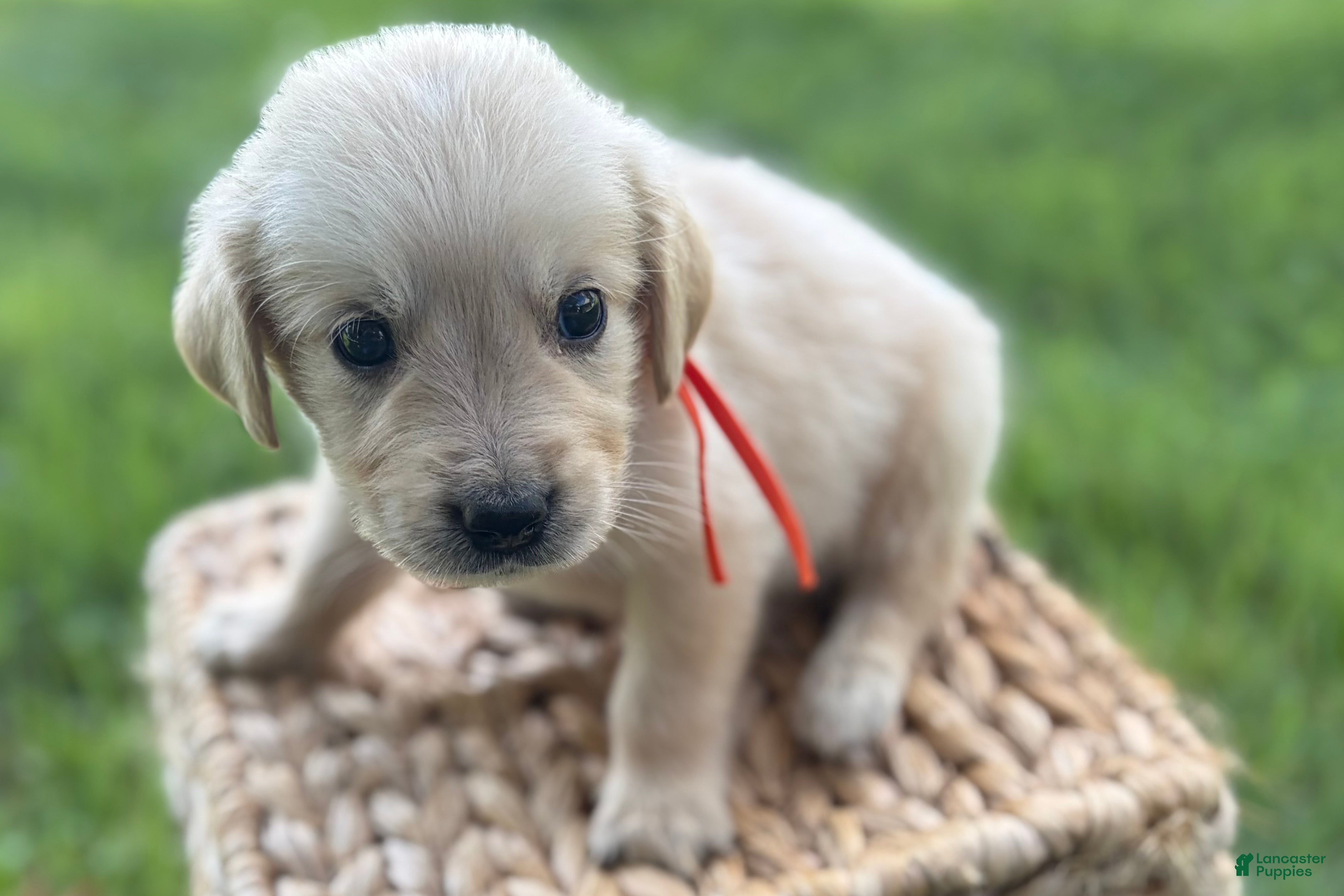 Golden Retriever dogs Orange - Ad 2