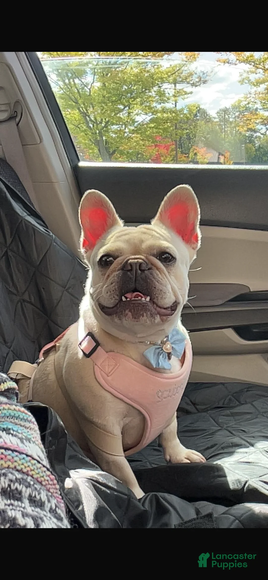 French Bulldog dogs for sale: French Bulldog Puppy 2 - Ad 2