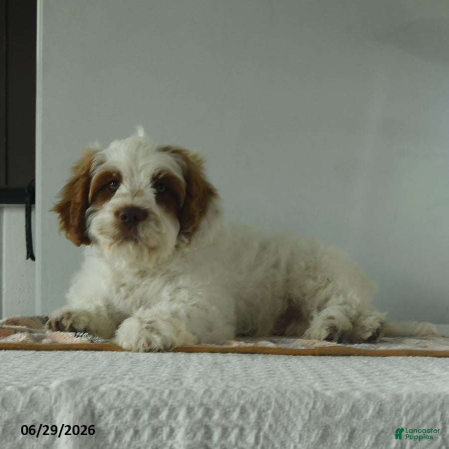 Cavapoo dogs Tyler - Ad 2