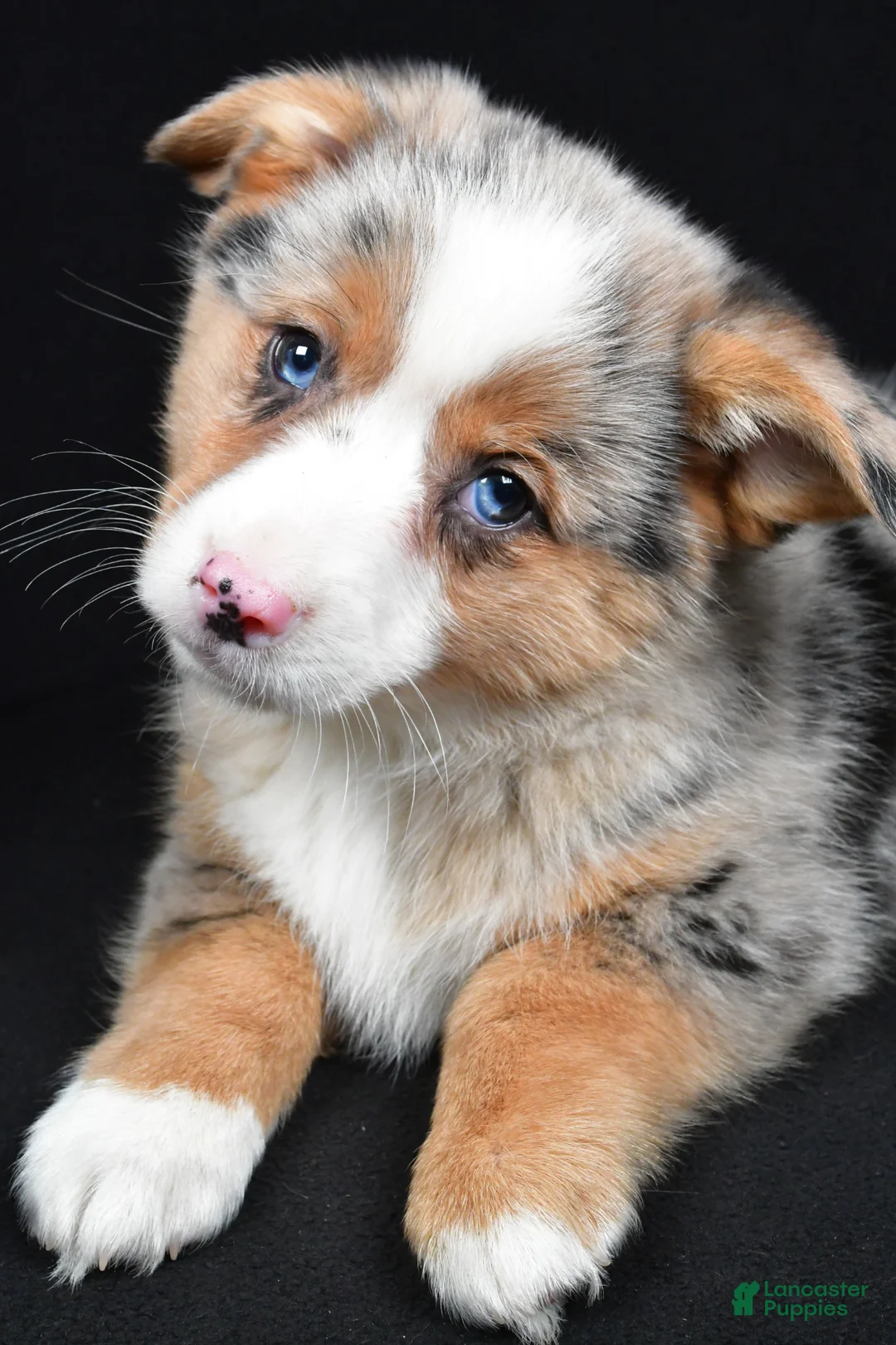 Mixed Breed dogs for sale: Piper - Ad 8