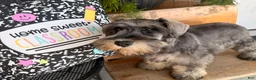 Miniature Schnauzer dogs for sale: Kenneth Miniature Schnauzer  - Ad 9