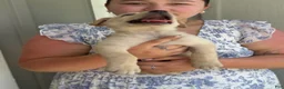 Mixed Breed dogs for sale: Mixed Breed Puppy 7 - Ad 13