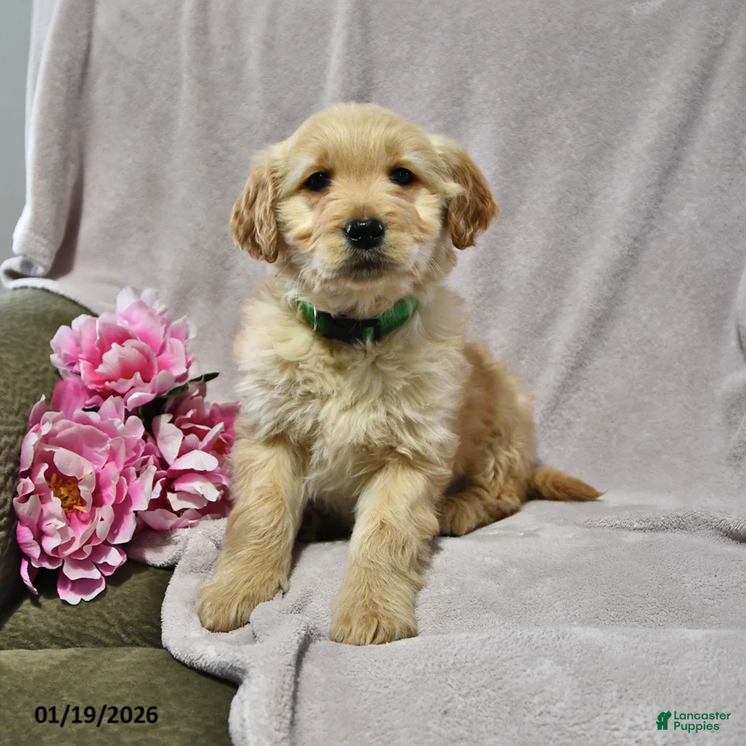 Goldendoodle dogs for sale: Haylee - Ad 2