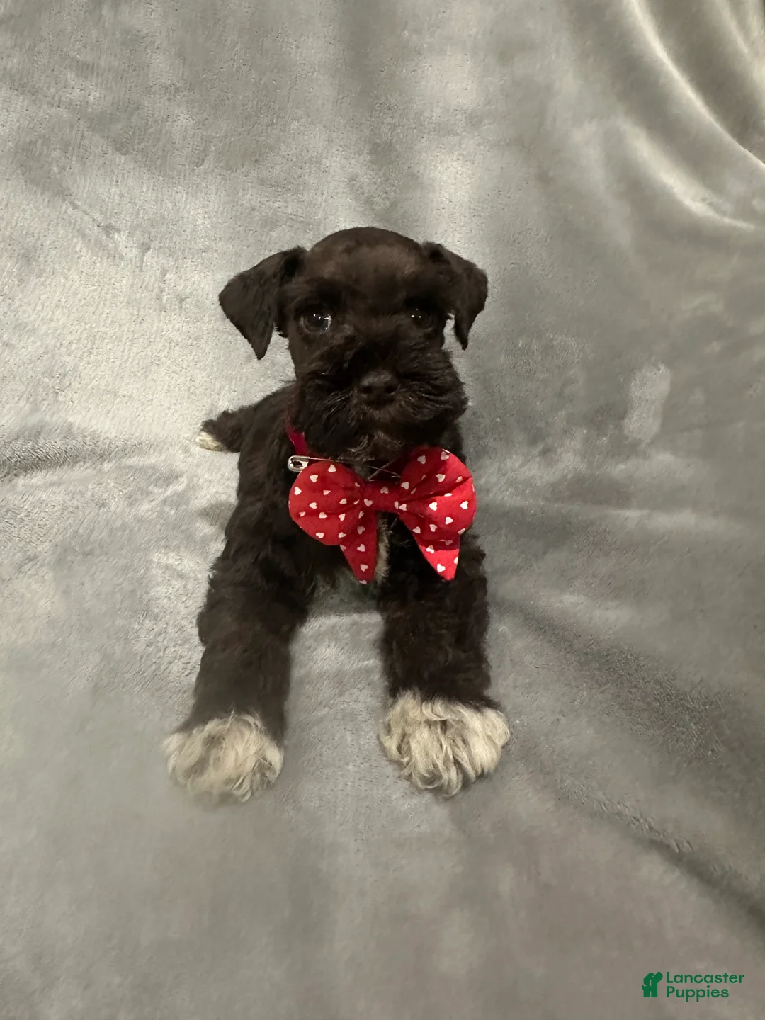 Miniature Schnauzer dogs for sale: Coco  - Ad 5