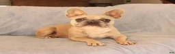 French Bulldog dogs for sale: Vinnie - Ad 4