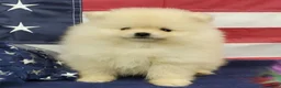 Pomeranian dogs for sale: Wrangler - Ad 10