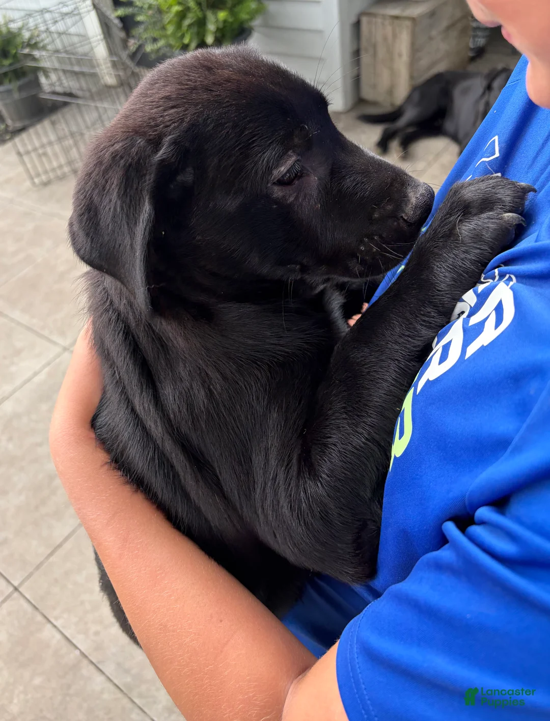 Mixed Breed dogs for sale: Mixed Breed 2 - Ad 2