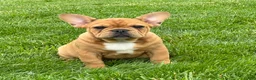 French Bulldog dogs for sale: Everest  - Ad 2