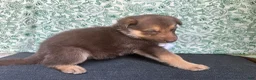 German Shepherd dogs for sale: Birch - Ad 7