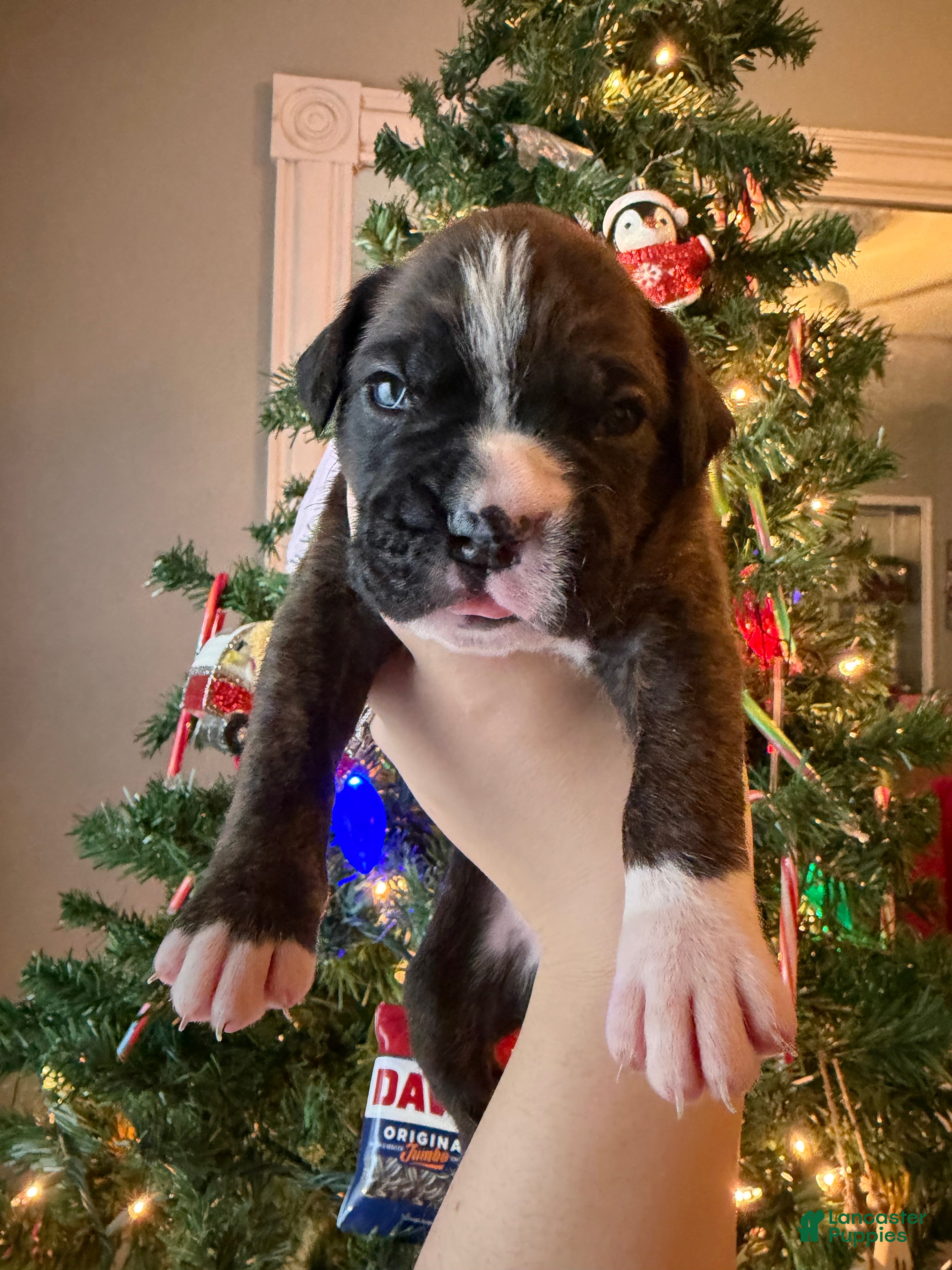 Boxer dogs Moose - Ad 39