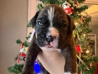 Boxer dogs Moose - Ad 39