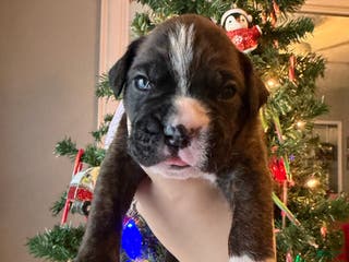 Boxer dogs Moose - Ad 40