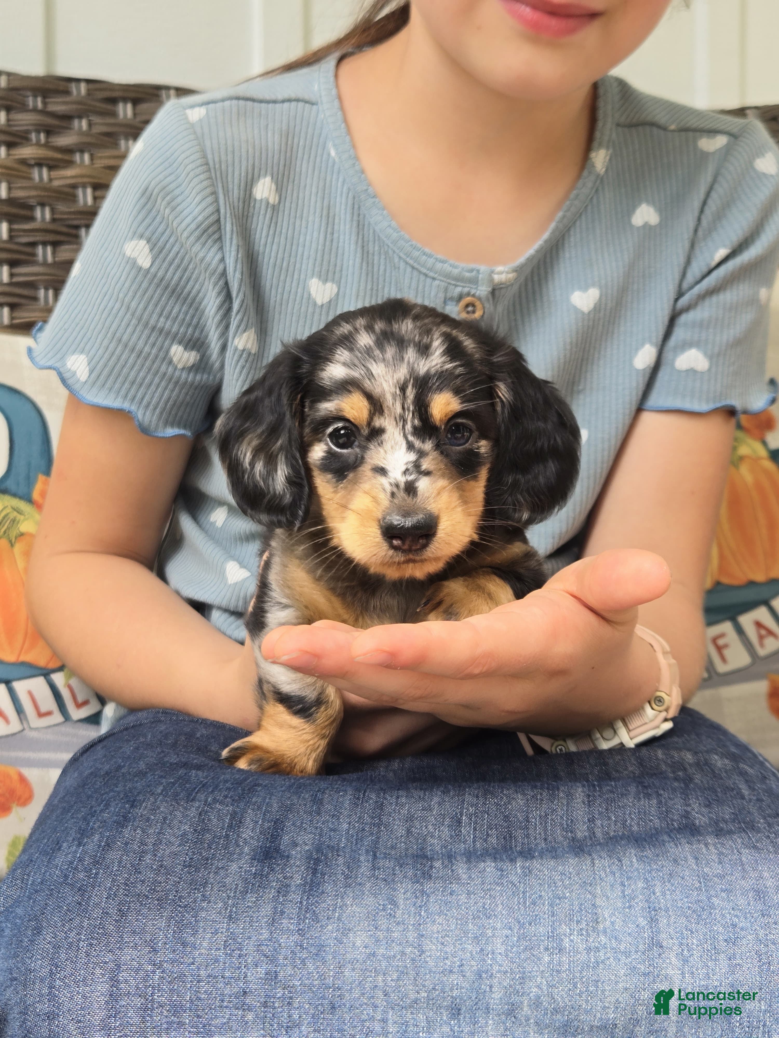 Miniature Dachshund dogs Hazel  - Ad 2