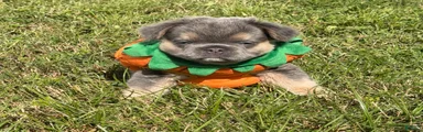 French Bulldog 2