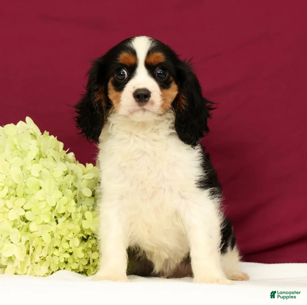Cavalier King Charles Spaniel dogs for sale: Graham - Ad 2