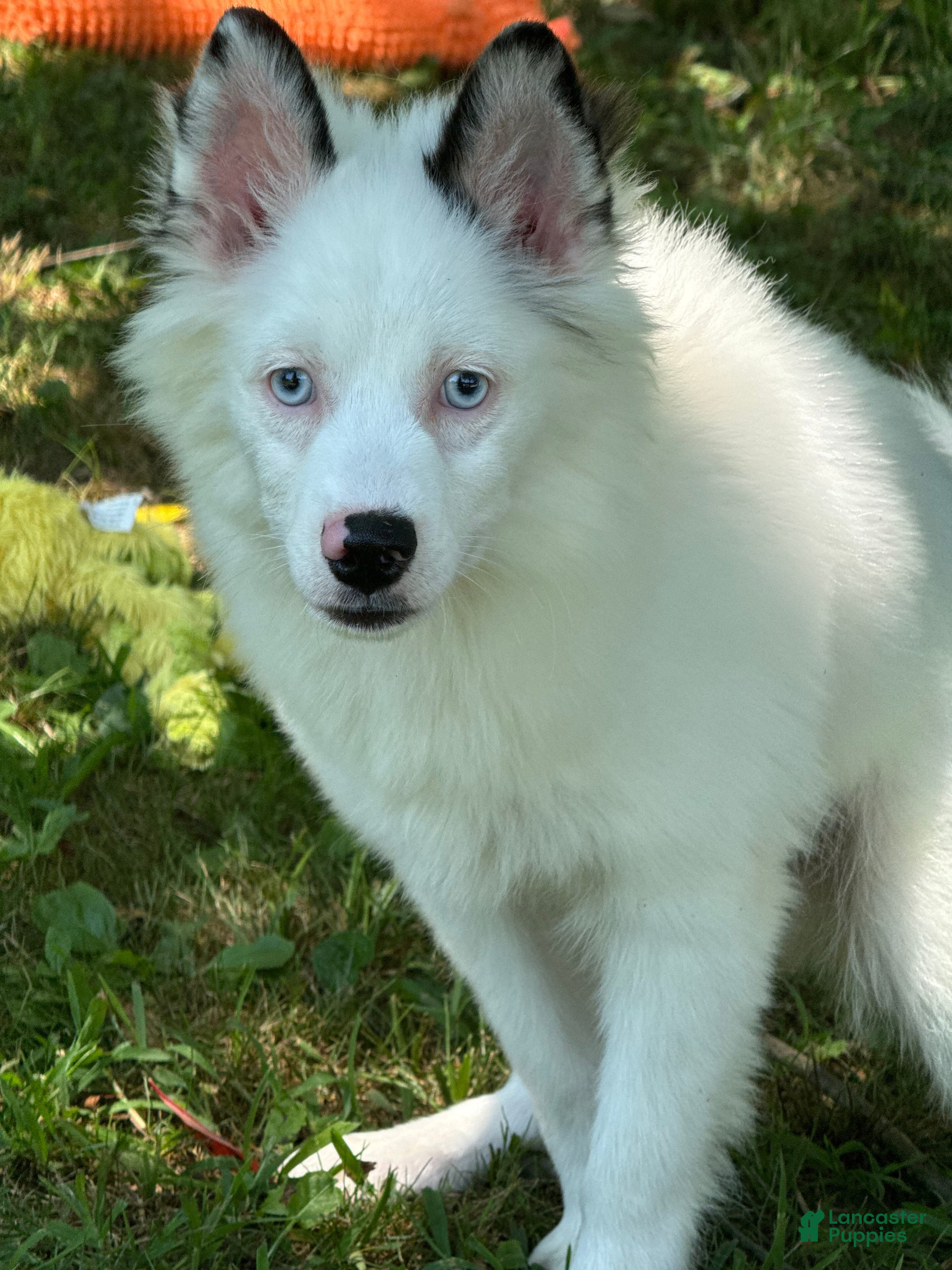 Pomsky dogs Prince - Ad 2
