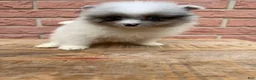 Pomeranian dogs for sale: Charlie - Ad 10