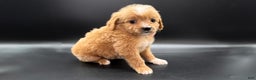Mini Goldendoodle dogs for sale: Abby F One - Ad 1