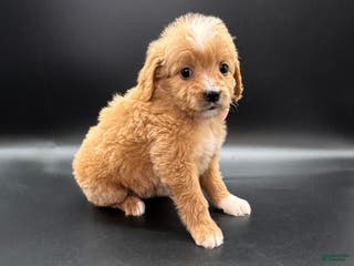 Mini Goldendoodle dogs Abby F One - Ad 36