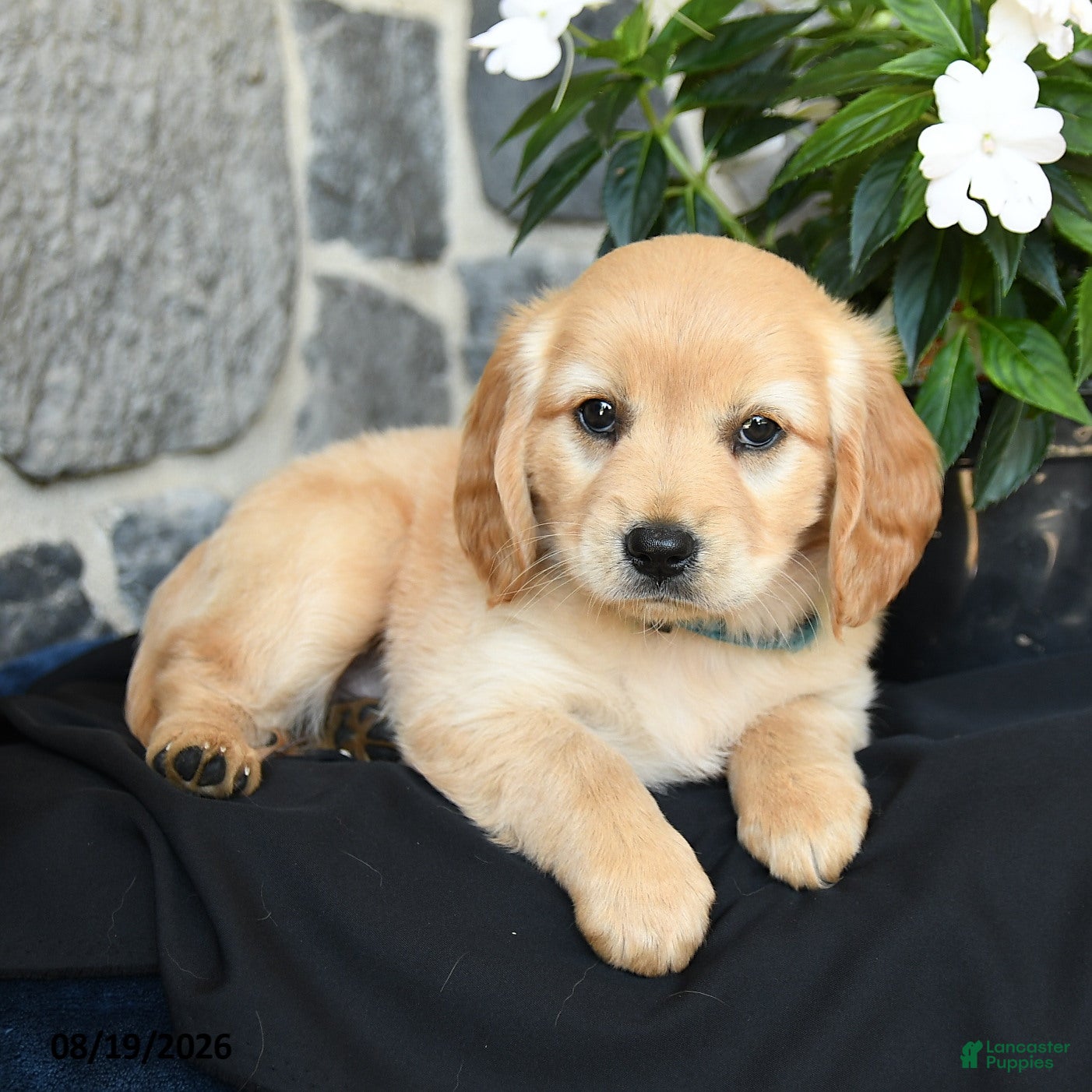 Miniature Golden Retriever dogs Wylie - Ad 2