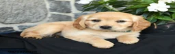 Miniature Golden Retriever dogs for sale: Wylie - Ad 2
