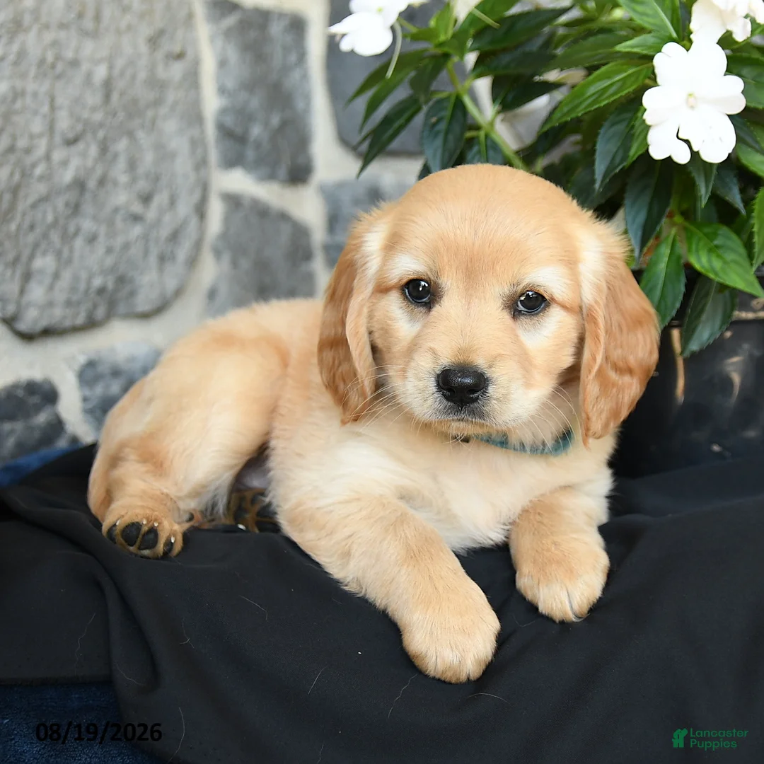Miniature Golden Retriever dogs for sale: Wylie - Ad 2