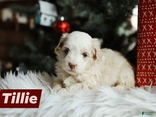 Mini Aussiedoodle dogs Tillie - Ad 23