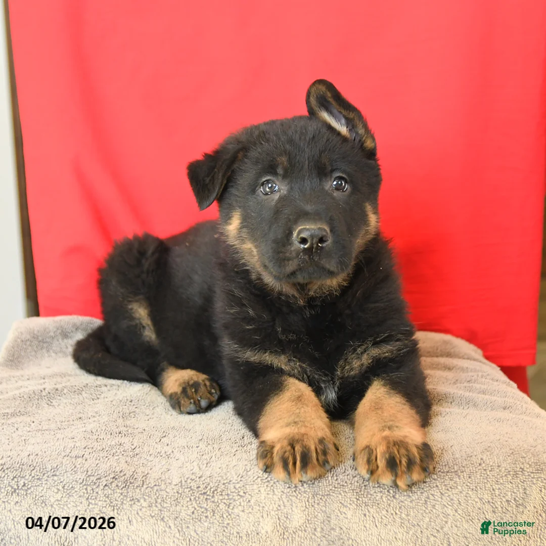 German Shepherd dogs for sale: Marco - Ad 3