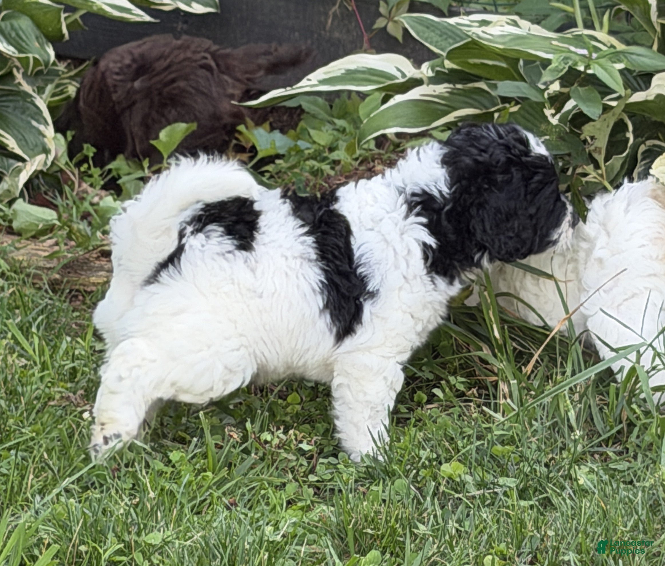 Aussiedoodle dogs Rizzo - Ad 2