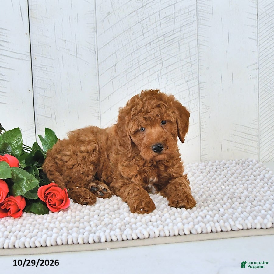 Mini Goldendoodle dogs for sale: Cinnamon - Ad 1