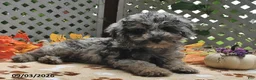 Miniature Poodle dogs for sale: Candy  - Ad 5