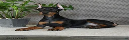 Doberman Pinscher dogs for sale: Willow - Ad 3