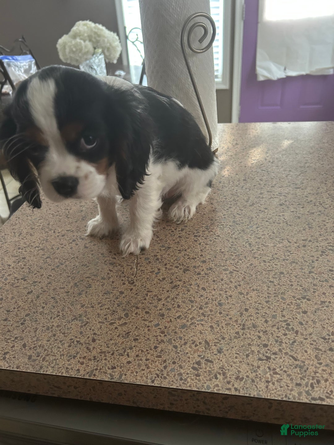 Cavalier King Charles Spaniel dogs for sale: Cavalier King Charles Spaniel Puppy 1 - Ad 4