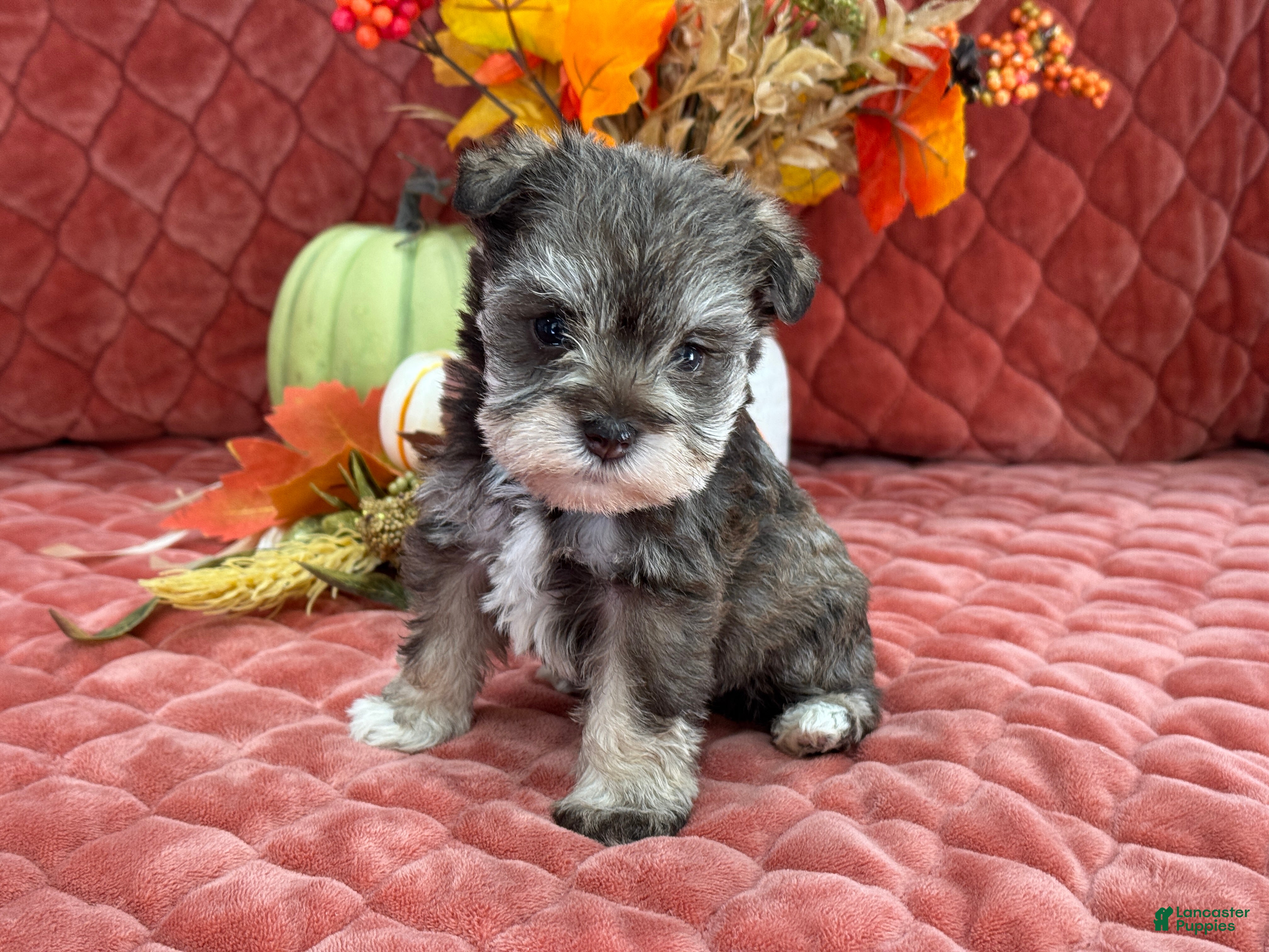 Miniature Schnauzer dogs Miracle Female 2 Light Liver and Tan Mega Coat AKC - Ad 6