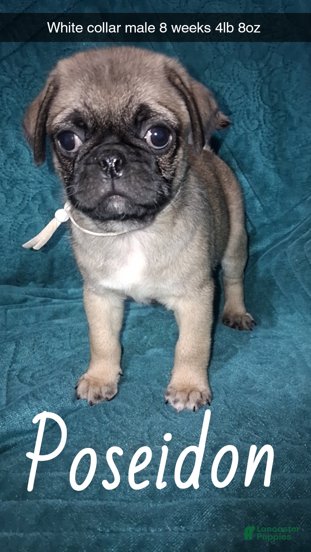 Pug dogs for sale: Poseidon  - Ad 4