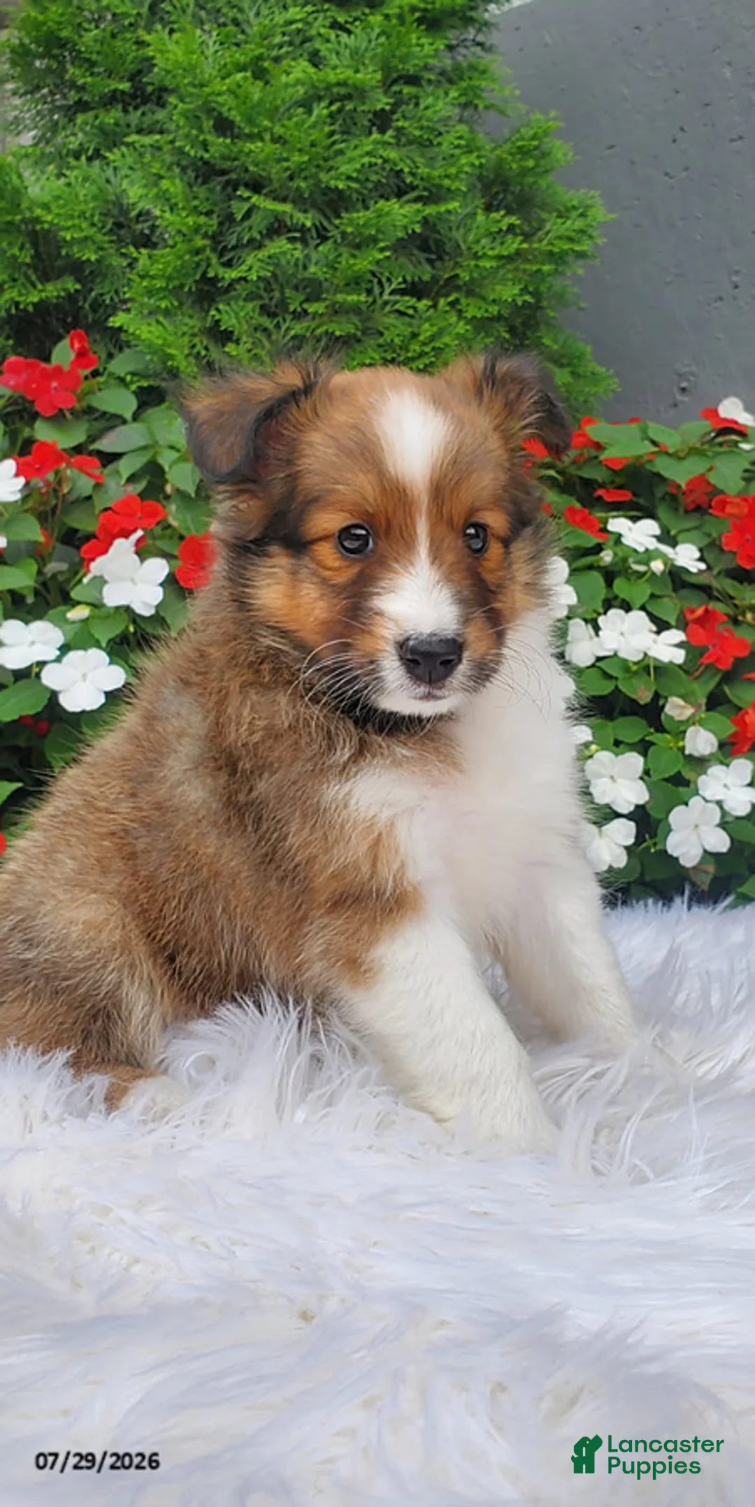 Shetland Sheepdog dogs for sale: Lilly - Ad 3