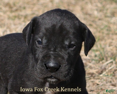 Great Dane dogs Stella - Ad 42