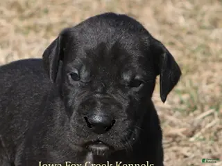 Great Dane dogs Stella - Ad 42