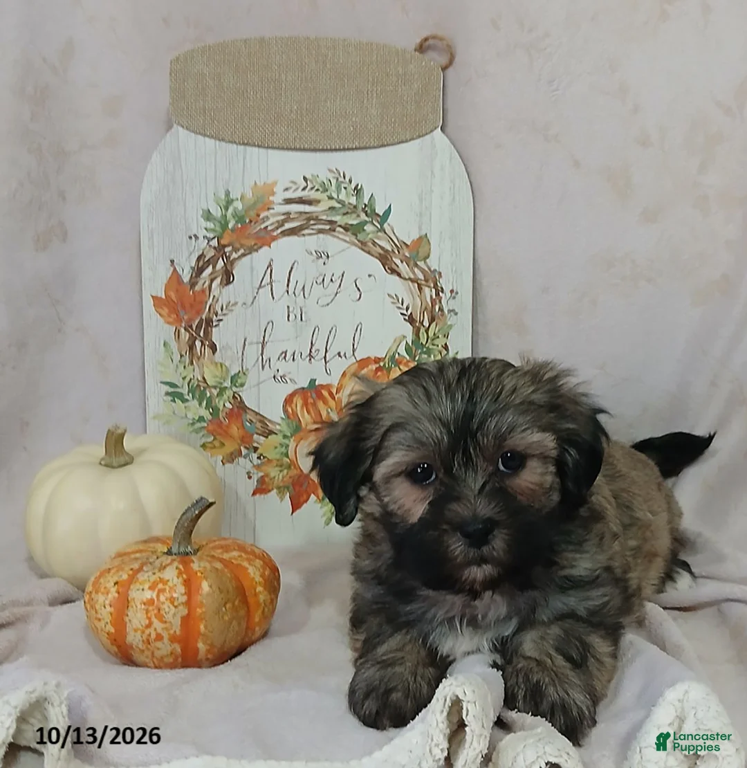 Teddy Bear dogs for sale: Lulu - Ad 4