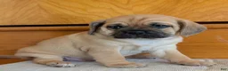Puggle dogs for sale: Chuck  - Ad 6