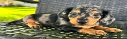 Dachshund dogs for sale: Dexter - Ad 3